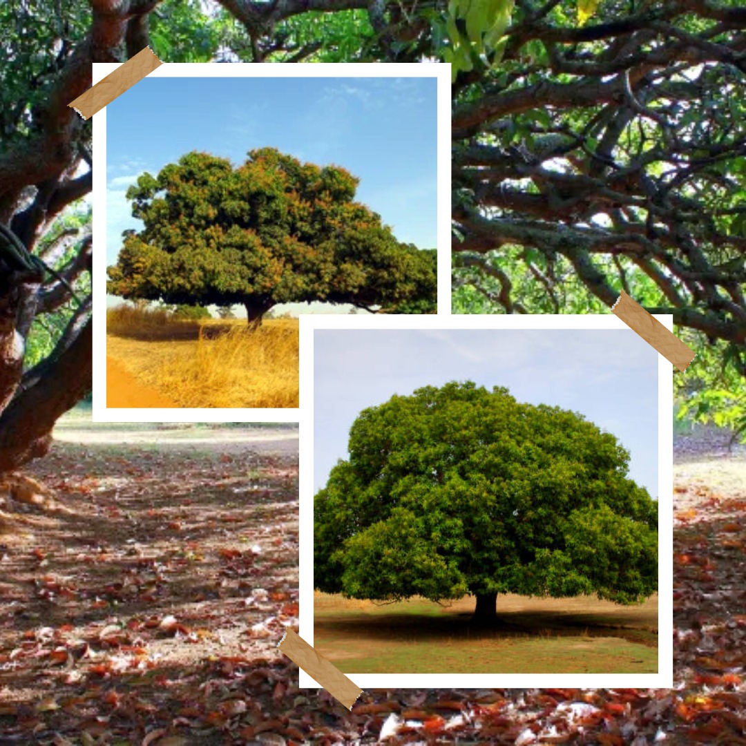 Relax & Unwind in Nature’s Shade